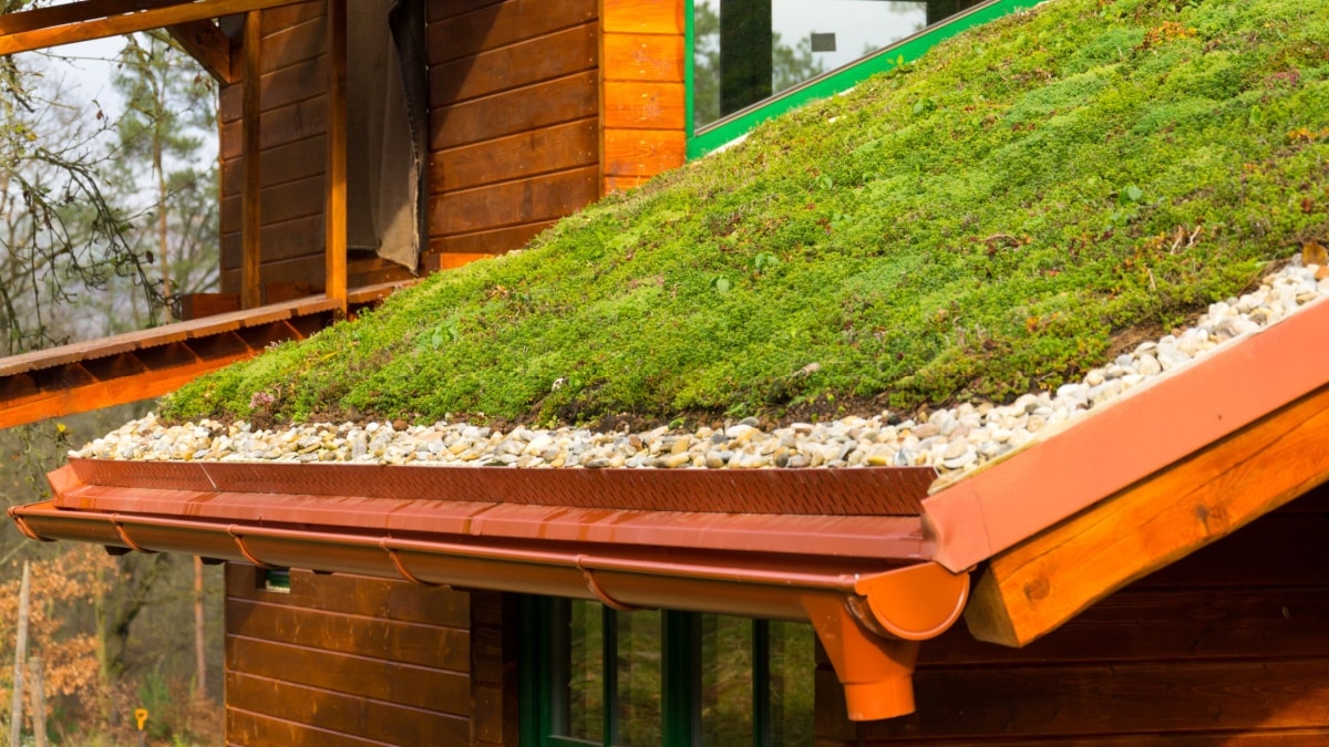 Groene sedumplanten en een grindlaag op een groendak 