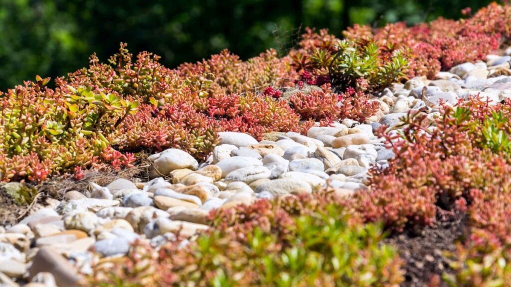 Close-up van grind en groene en rode sedum van een extensief groendak 