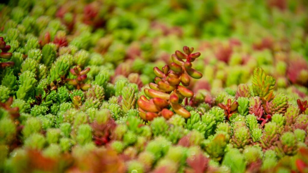 Close-up van een rood sedumplantje op een groendak 