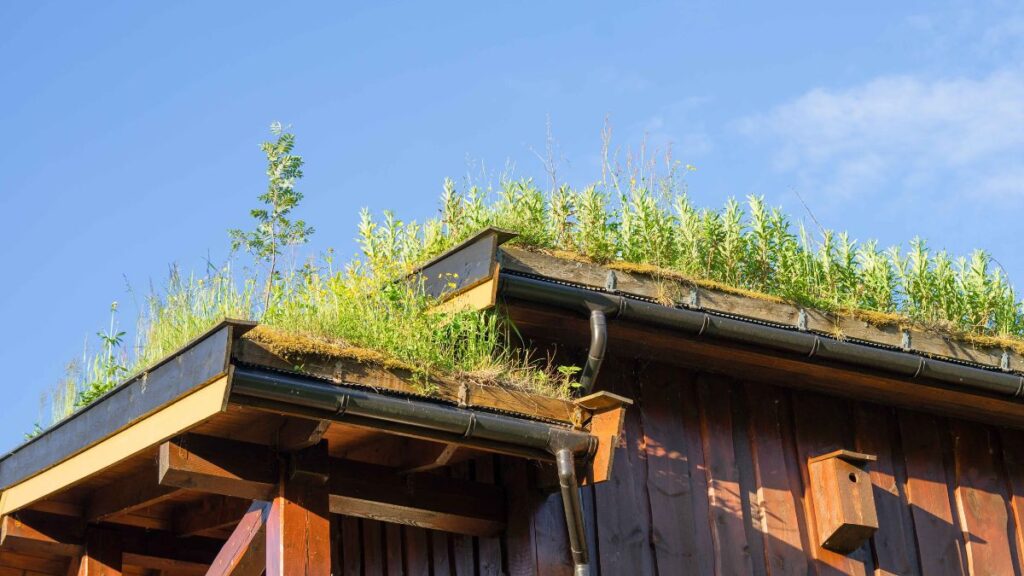 Groene dakbedekking bestaande uit kleine boompjes 