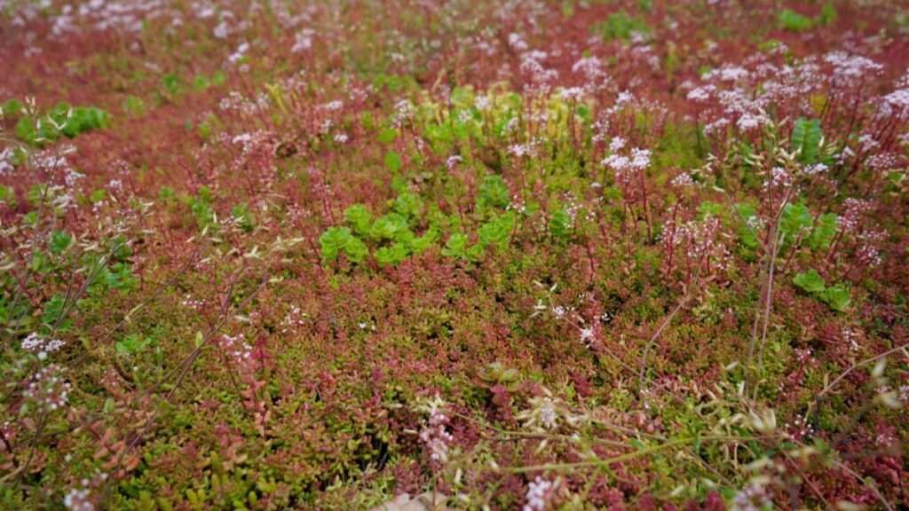 Ingezoomd op de diverse vegetatie van een sedumdak: groene, witte en rode sedum bieden een variëteit aan kleuren 